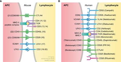 Macrophages in Organ Transplantation